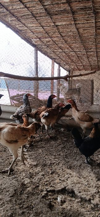 Дакан мекендер сатылады