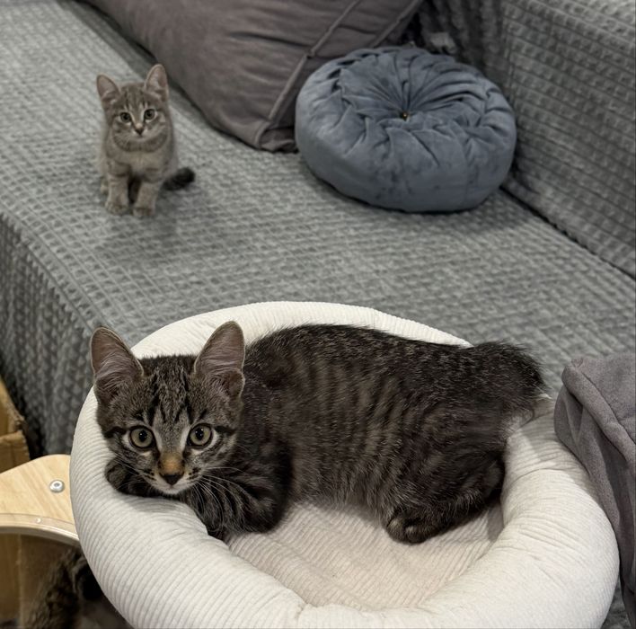 Отдам котят в добрые руки