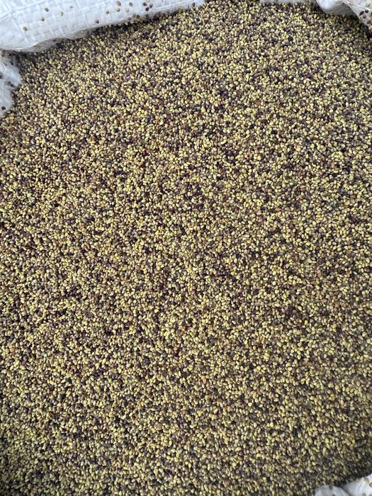 Vand seminte de lucerna,trifoi,ghizdei si iarba extra