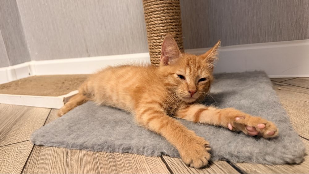 Котенок- мальчик