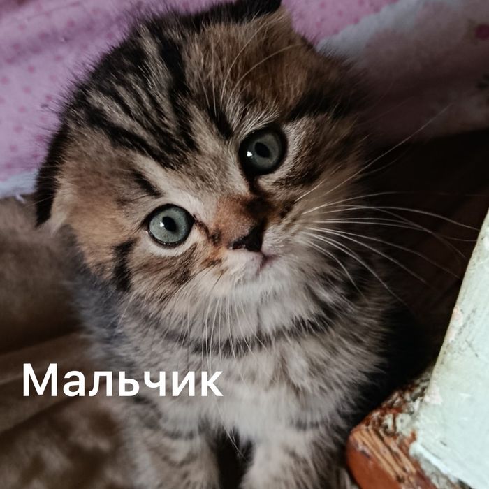 Вислоухая кошка скотиш фолд и Страйт