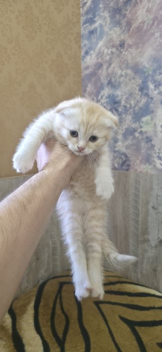 Шотландские вислоухие