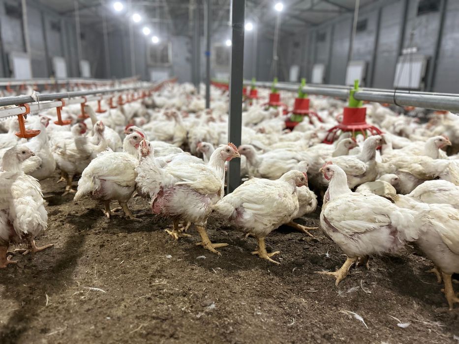 Бройлеры живым весом
