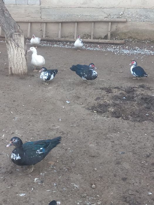 Продается индоутки самка,самец