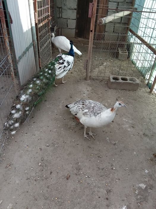 Vând oua paun arlechin , alb și umar negru