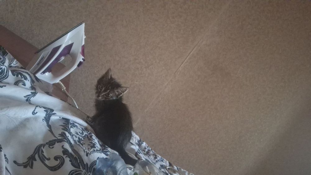 Котята 2 малчики