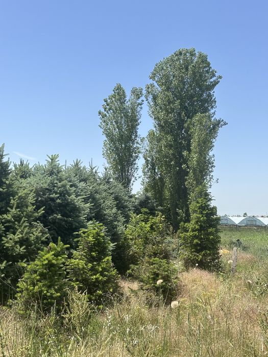 Бельгийские голубые ели, Альпийские Пихты, ёлки. Goluboy yel archalar