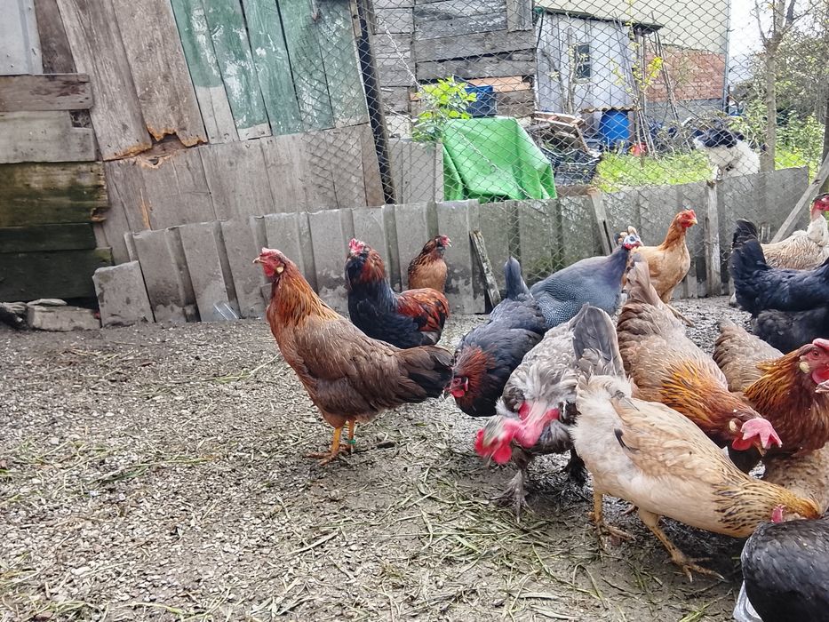 Vând găini italiene și marans
