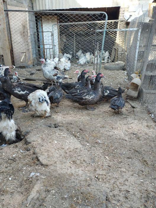 Индоутки коричневые