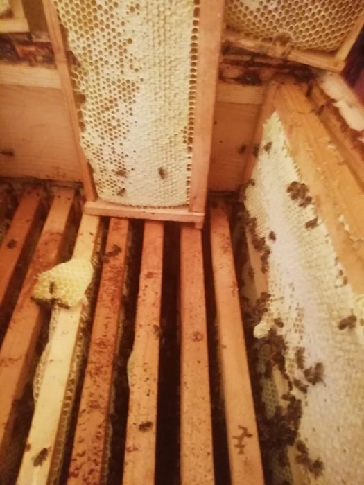 Miere Rapita Salcam Tei Poliflora Mana floarea soarelui