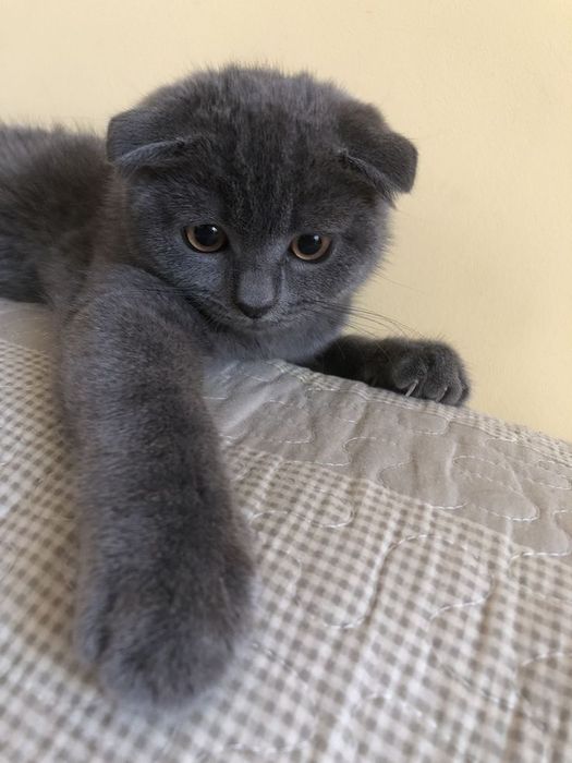 Scottish fold mushuk buxoro
