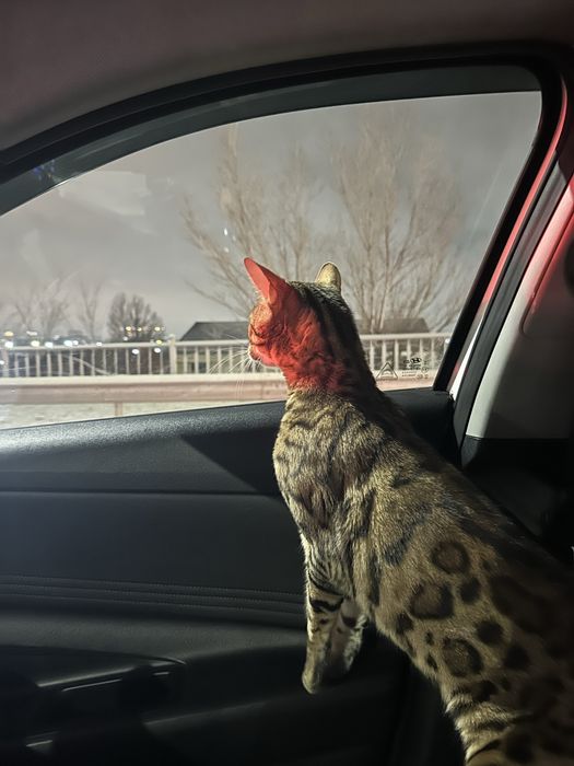 Продам бенгальскую кошку
