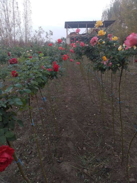 Штамплар сотилади