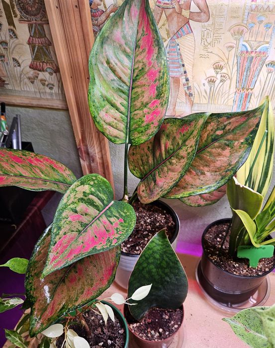 Продам комнатные растения