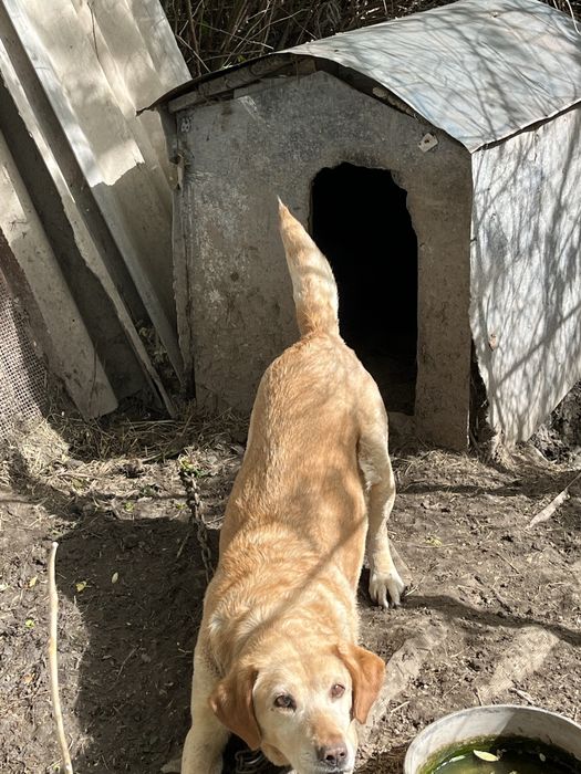 Продам лабрадора в хорошие руки