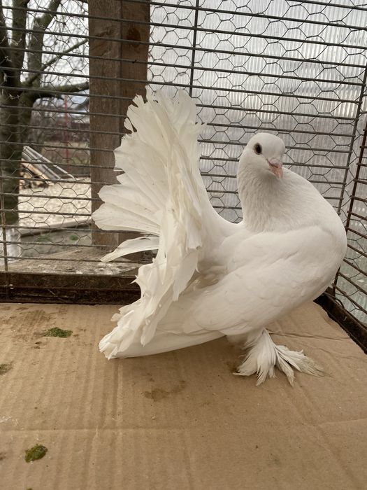 Pui de voltati Indieni și maghiari!