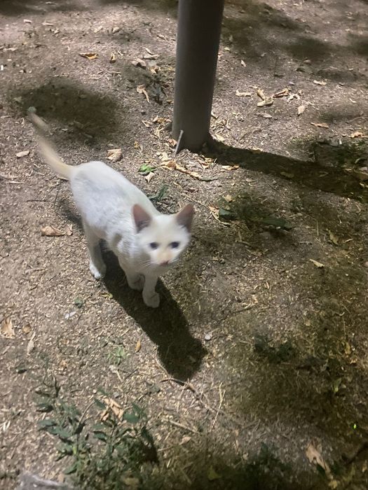 Кошечка Юки ищет семью