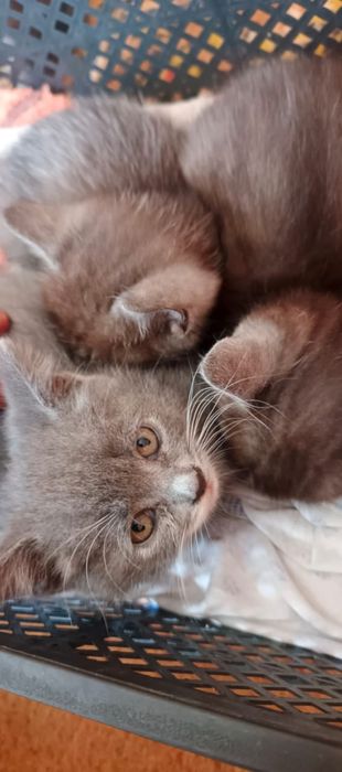 Отдам добрые руки котят 2 месяца 3 мальчика и 1 девочка