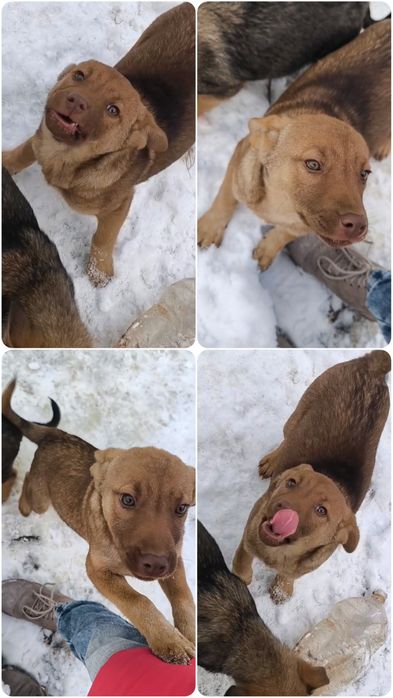 Щенок Девочка! Не на цепь, в добрые руки