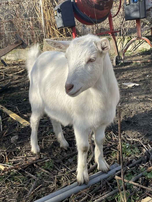 Vând capra+țap Saanen – blânde și bine întreținute