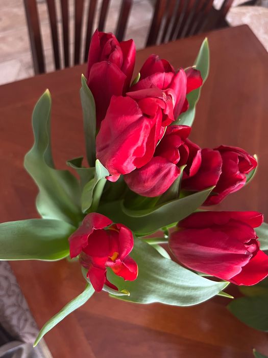 Тюльпаны свежие!