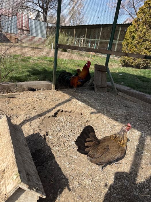 Карликлвые куры породы феникс