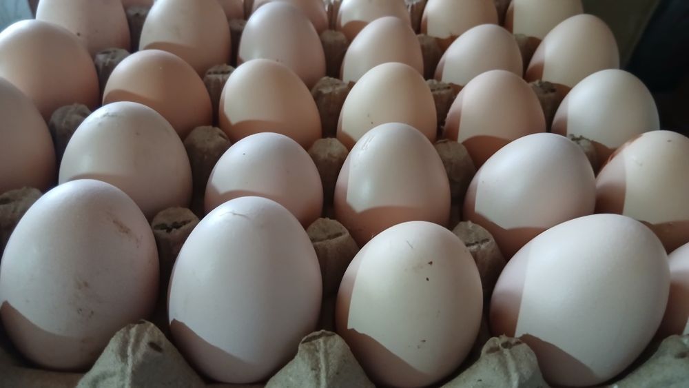 Qora shahzoda tuxumlari sotiladi 20000 soʻm