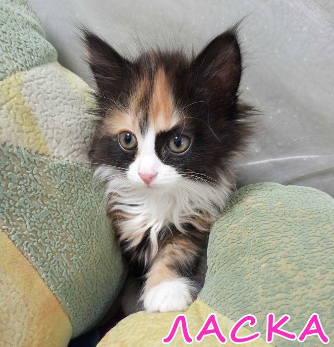 Отдам котенка(девочку) очень ласковую и задорную в добрые руки.