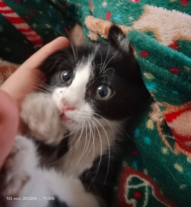 Нашли катят вчера хотим отдать в добрые руки