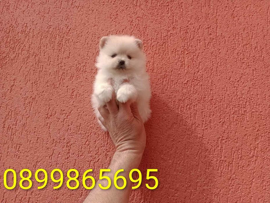 Померани на различни възрасти!!