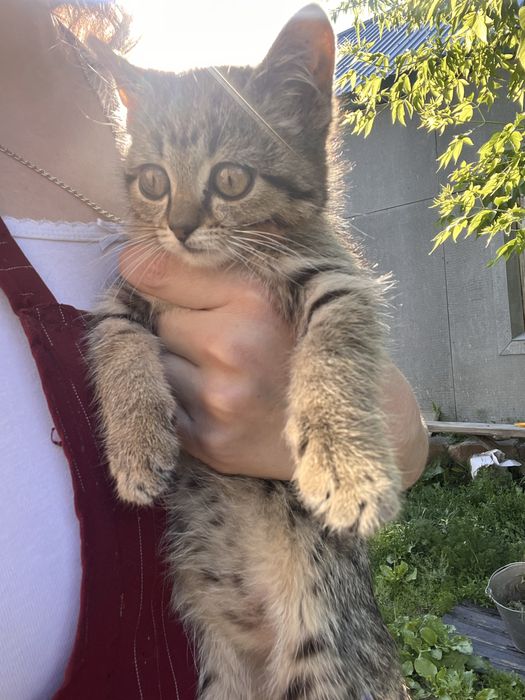 Котенок мальчик в добрые руки