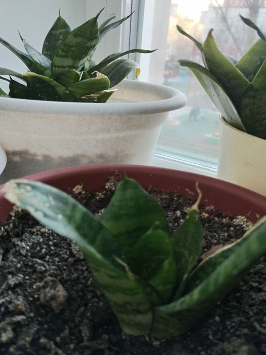 Горшки для отростков.