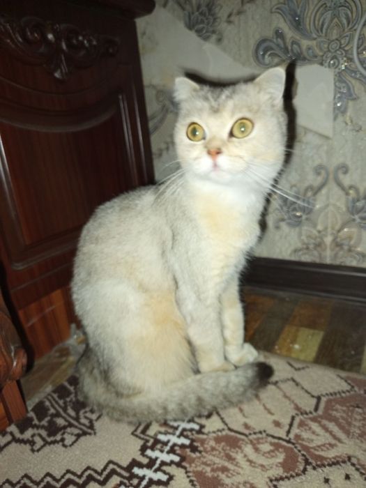 Mushu sotiladi qiz