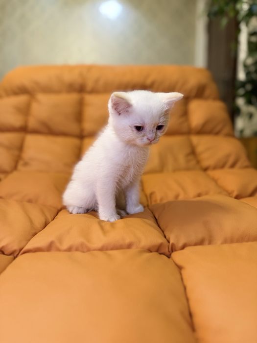 Toza zotli fold va strayt ayiqchalar sotuvga tayyor