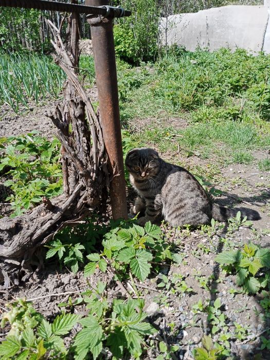 Продам котика шотландца.