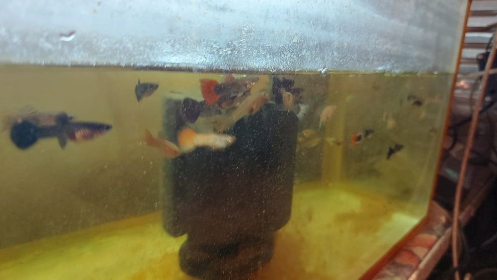Продаётся аквариумные рыбки разные аксессуары