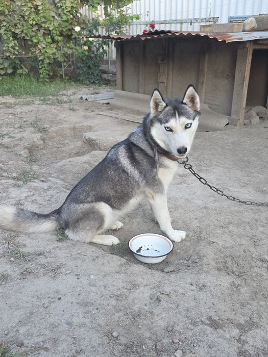 Срочно Продам Хаски