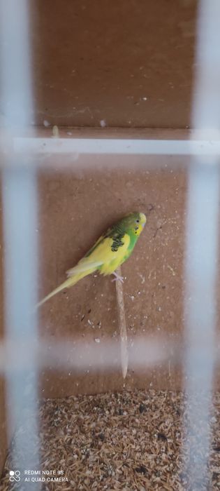 4 та Волнистые попугай сотилади