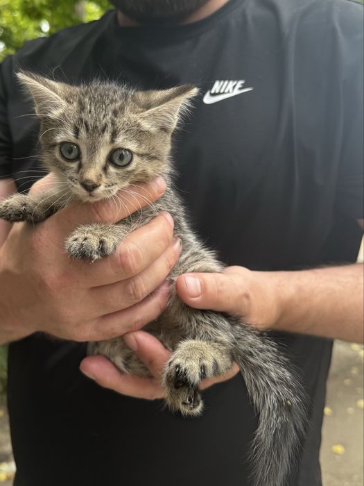 Спасите котят SOS !!