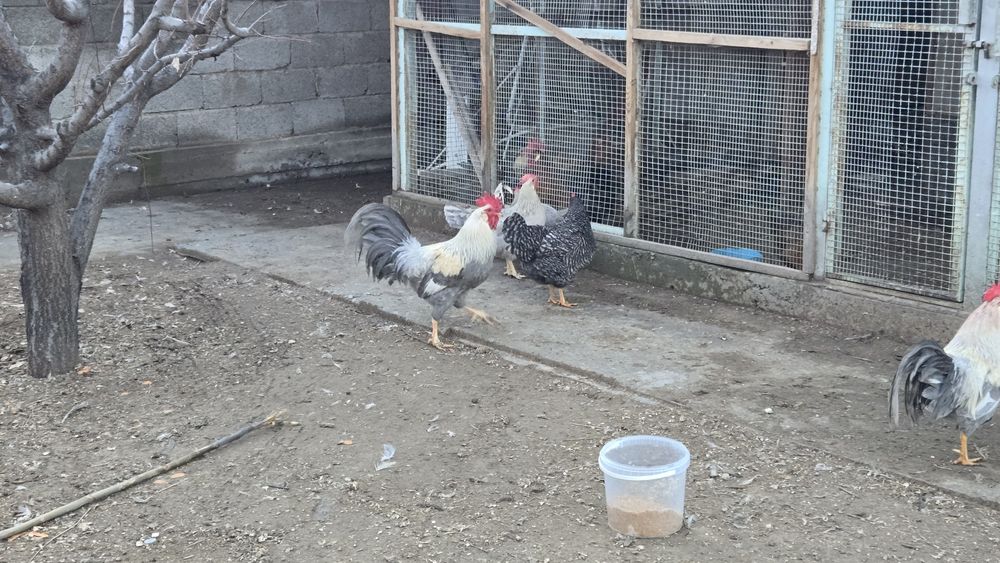 Куры Легорн изабелла