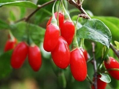 Гожи бутаси goji ko'chatlari
