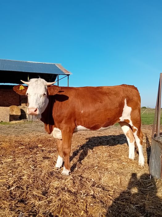 Vand juninca baltata din linie bună de vaci de lapte