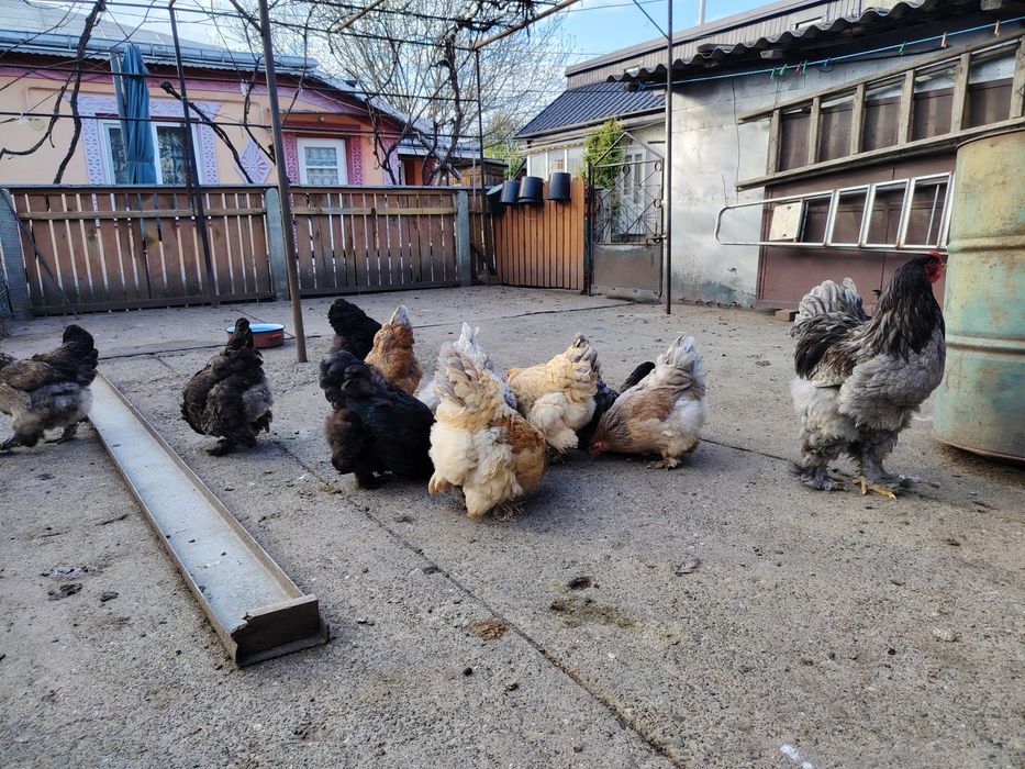 Brahma găini de aproximativ un an