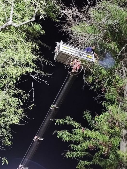 Daraxt kesish/Спли деревье и обрезка