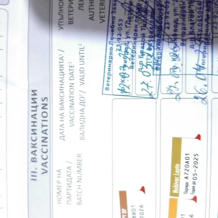 Продава се: Ловно мъжко куче