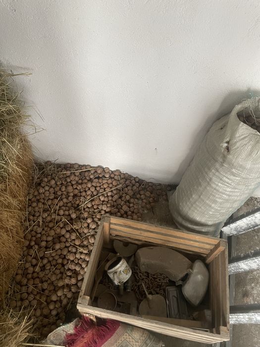 Орех, жаңғақ грецкий