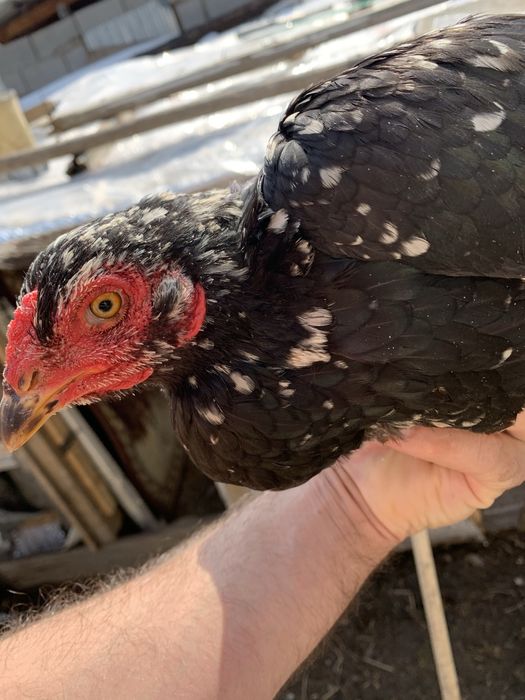 Продам даканиху чистая китаянка