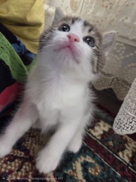 Отдаются даром котята