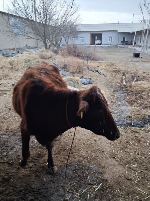 Гуножин сотилади