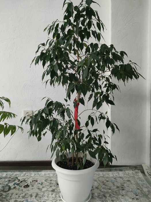 Комнатные цветы для офиса